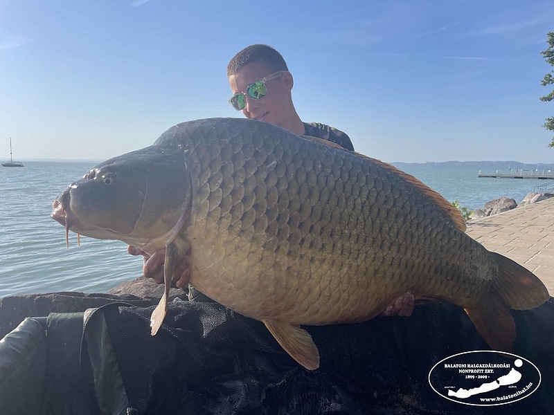 Újabb 30 kiló feletti halat fogtak ki a Balatonból 