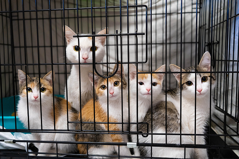 Ezer cicát vittek vágóhídra, hogy sertéskolbászként árulják a húsukat