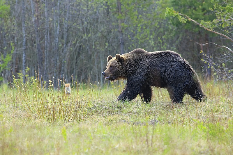 A medvék már a spájzban vannak: rettegnek a garamszentkeresztiek
