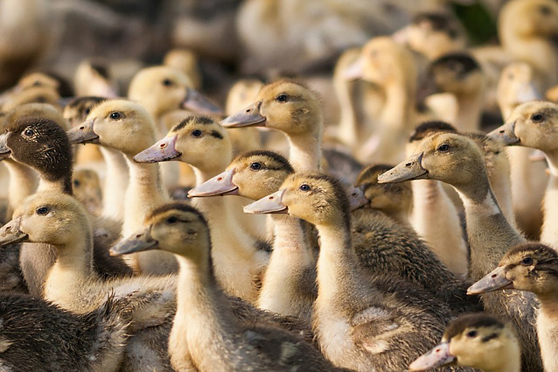 Berobbant a madárinfluenza az egyik vármegyében, húszezer kacsát likvidáltak