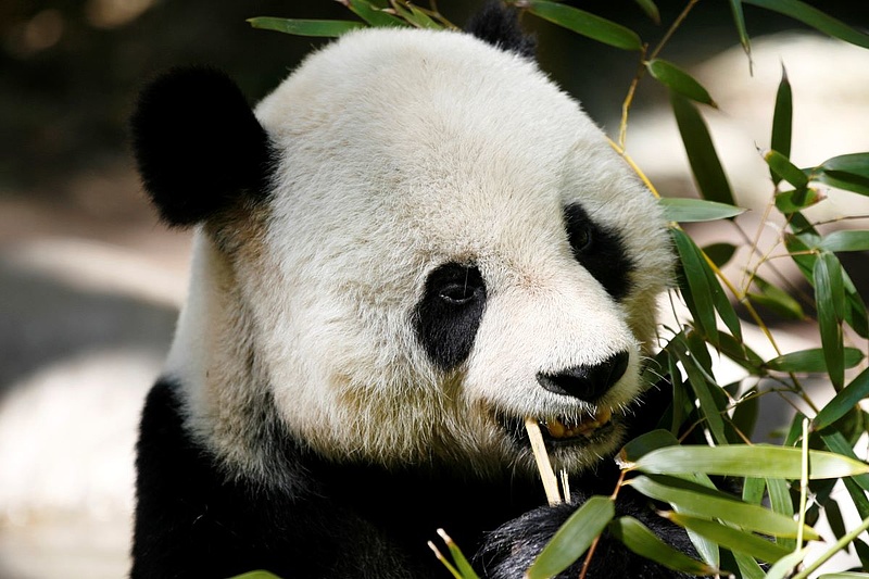 Pandákkal kenné kenyérre az amerikaiakat Peking