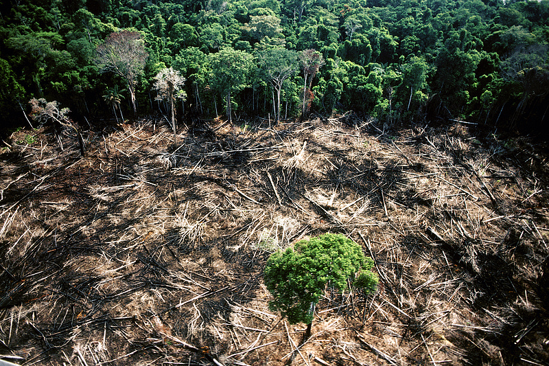 Egyre kevesebb az erdőirtás az Amazonas területén