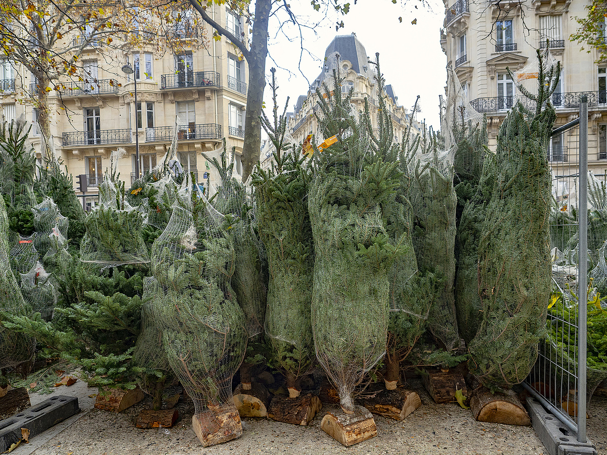 Drágább lesz a karácsonyfa, de nem vészes az áremelkedés