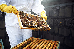 A kínai dömping miatt mélyponton a magyar méz felvásárlási ára