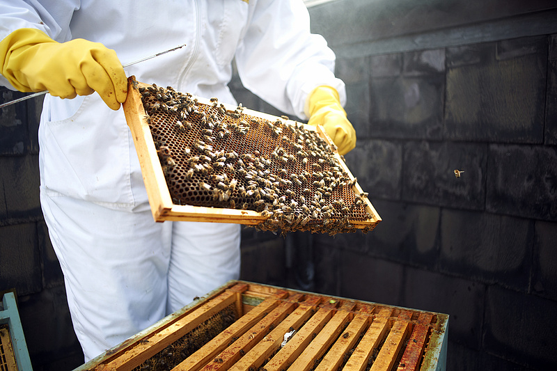 A kínai dömping miatt mélyponton a magyar méz felvásárlási ára