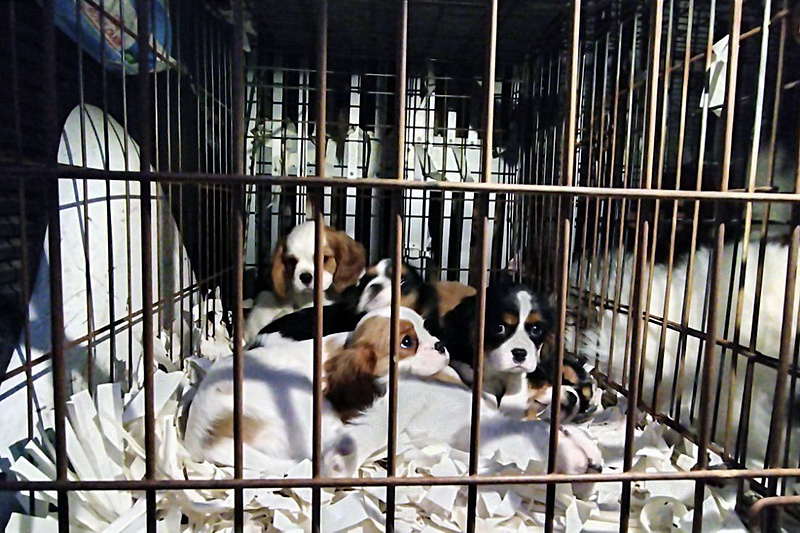 Kutyák milliói szenvedhetnek az állatkínzó viadalok miatt