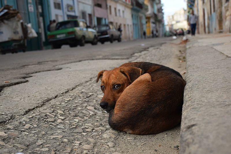 Tömeges kutyamészárlással vádolnak egy orosz céget