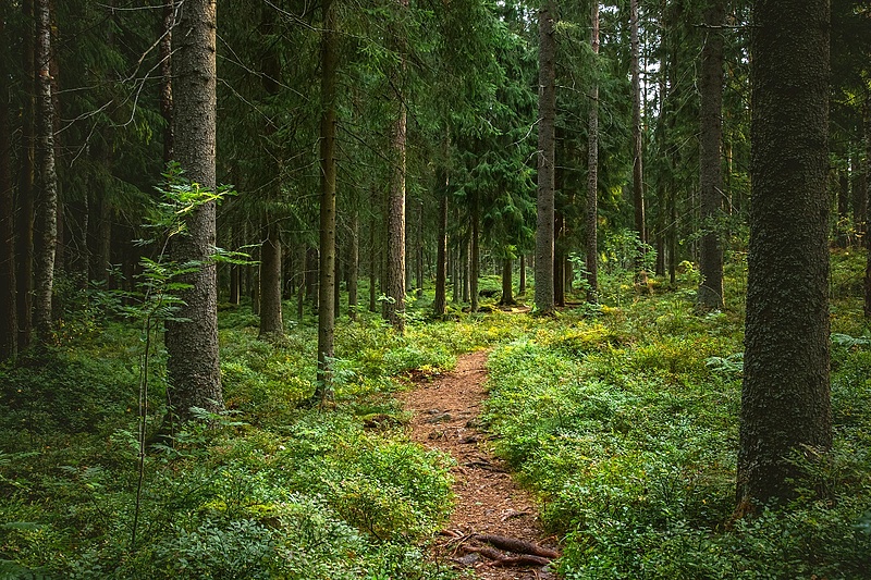 Történelmi léptékű erdőtelepítést ígér a kormány