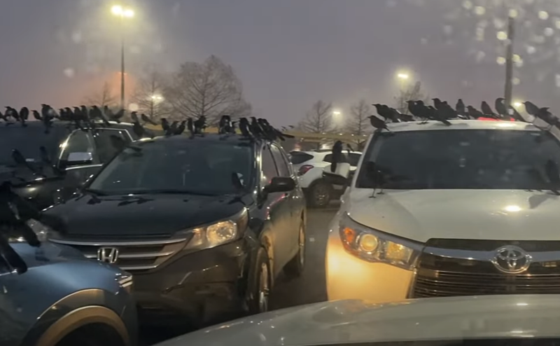 Horror jelenet: több száz madár foglalt el egy parkolót pillanatok alatt