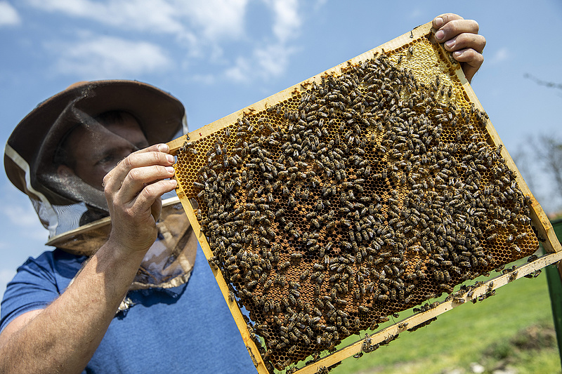 Egyre több méhész dobja be a törülközőt, komoly krízis jöhet