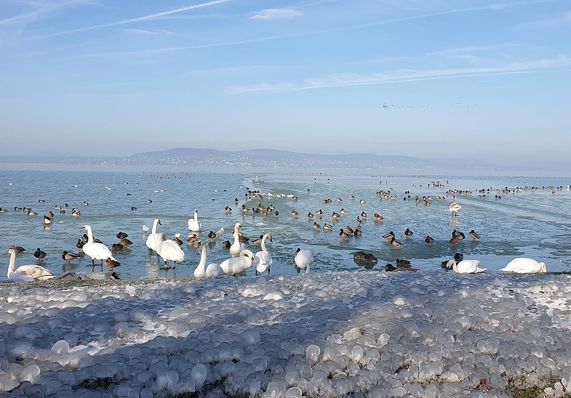 Ellepték a madarak a meseszép jégbirodalommá vált Balaton partját