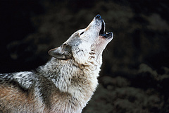 Halomra lőtték a szürke farkasokat a borsodi vadászok, nagyon is tudták, mit csinálnak