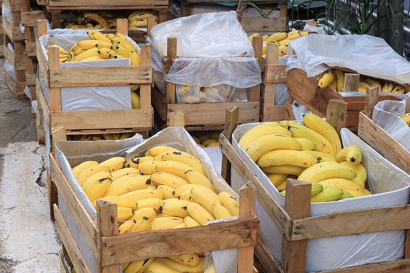Egyre gyanúsabbak a banánszállítmányok, a hatóságok éberen figyelik