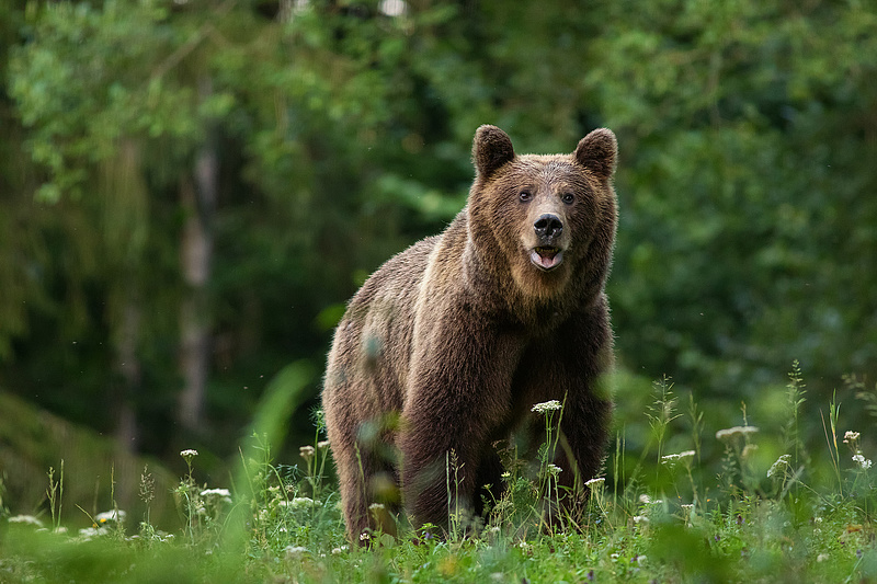 Szétszedte az embereket a szlovák medve