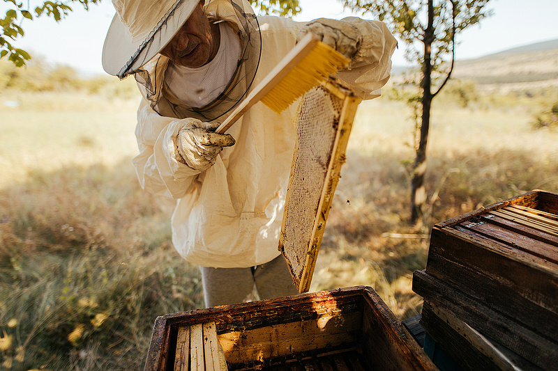 Méhészek figyelem, indul a támogatási program