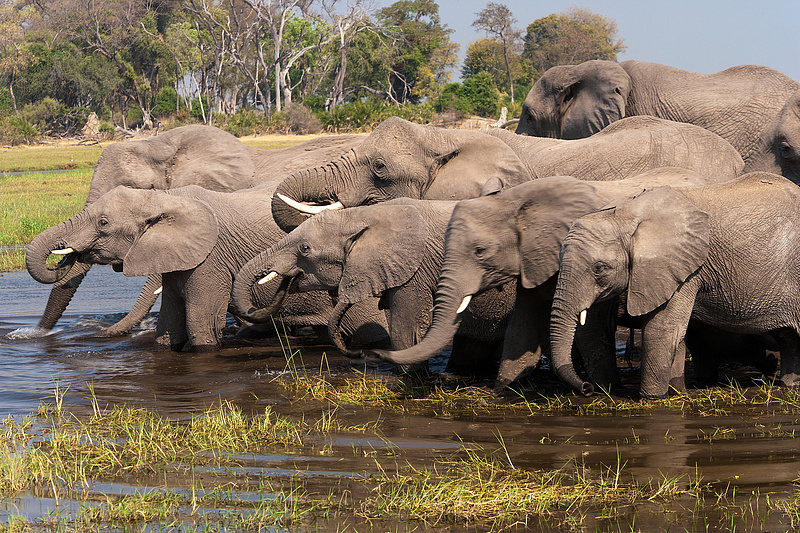Posztmodern hadviselés: Botswana 20 ezer elefánttal fenyegeti Berlint