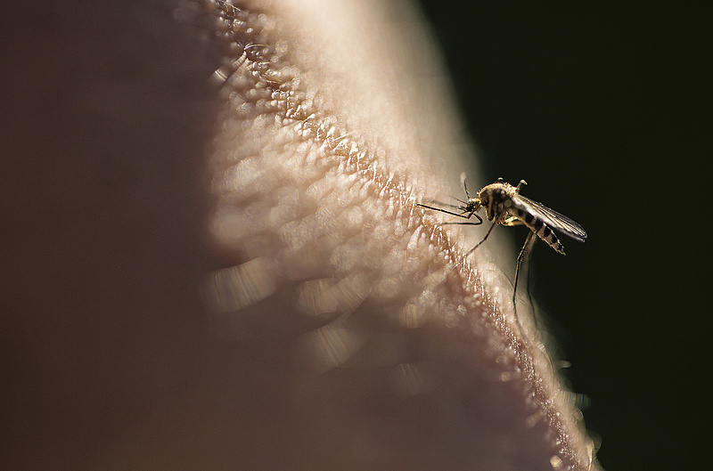 Gyilkos időszak elé néznek a szúnyoglárvák
