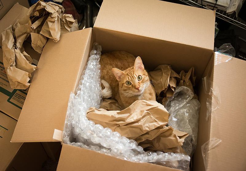Véletlenül Amazon-csomagként adták fel a macskájukat
