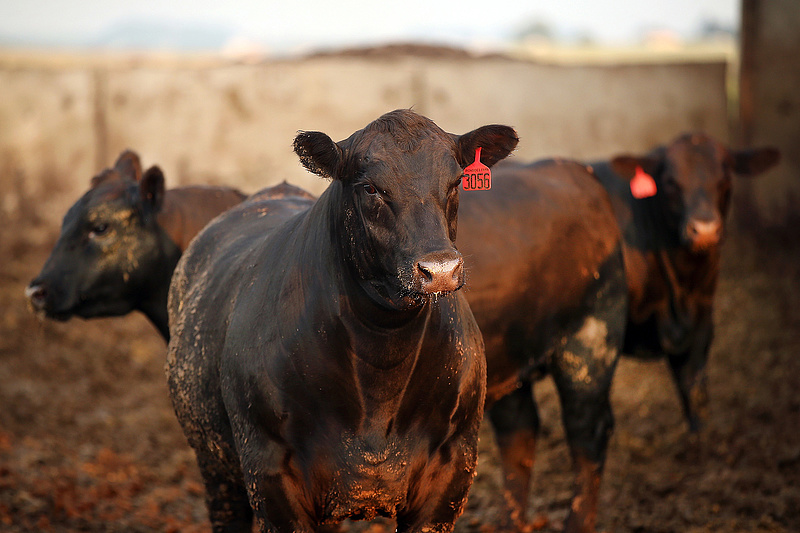 Nincs kolbászból a kerítés: döcög az amerikai húsipar
