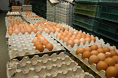 A magyar boltokba is kerülhetett a fertőzött tojásból - kommentált a hatóság