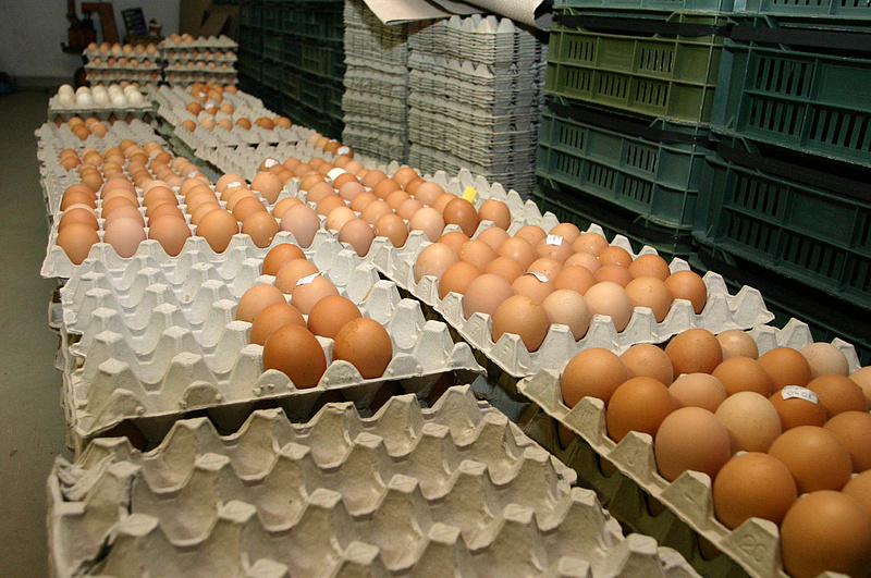 A magyar boltokba is kerülhetett a fertőzött tojásból - kommentált a hatóság