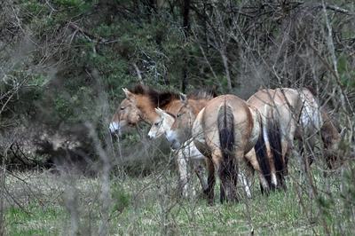 Vad Przsevalszkij-lovak élnek a radioaktívan szennyezett területen 2026. április 23-án