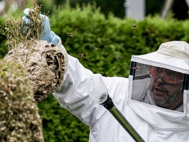 27 August 2021, Hamburg: A nest of the Asian hornet (Vespa Velutina Nigrithorax) is removed from a hedge by an entomologist in the Farmsen-Berne district of Hamburg. The nest was brought to the University of Hamburg for research purposes. According to the environmental authority, Asian hornets are no more dangerous to humans than the native European hornets. (to dpa "New nest of Asian hornet found in Hamburg") Photo: Axel Heimken/dpa (Photo by Axel Heimken/picture alliance via Getty Images)