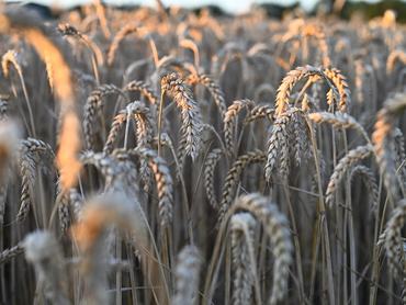 Wheat in a field before being harvested on July 1, 2026. (Photo by Ronan Houssin/NurPhoto via Getty Images)