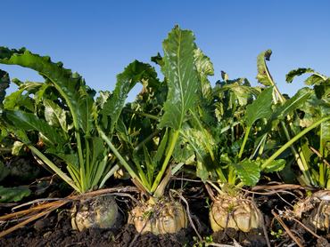 Close-up of Sugar beet, growing on a field under a blue sky.