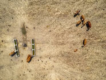 Derecske, 2025. június 30.A drónnal készült képen szarvasmarhák egy legelõn Derecske közelében 2025. június 30-án. A HungaroMet Zrt. agrometeorológiai elemzése szerint rendkívüli szárazság tombol az országban. A talaj felsõ egyméteres rétege az ország túlnyomó részén kritikusan száraz, a nedvességtartalom a felszín közelében a 20 százalékot sem éri el a növények számára hasznosítható víztartalom arányában. A felsõ egyméteres rétegbõl 100-140 milliméter nedvesség hiányzik.MTI/Czeglédi Zsolt