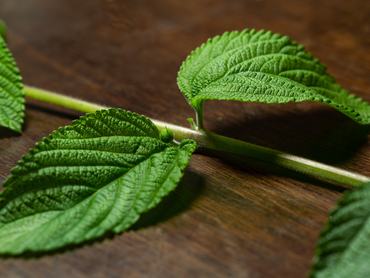 Detalhes de folhas da erva Lippia Alba, conhecida como Erva Cidreira brasileira, sobre uma mesa de madeira