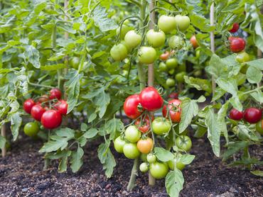 Indeterminate (cordon) tomato vine plants growing outside in an English garden, UK
