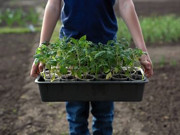 A box with tomato seedlings in his hands. Seedlings in the greenhouse. Growing vegetables in greenhouses.