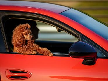 28 May 2024, Lithuania, Vilnius: A poodle leans with both paws out of the open window of a sports car in the bright sun in the Lithuanian capital Vilnius. Photo: Kay Nietfeld/dpa (Photo by Kay Nietfeld/picture alliance via Getty Images)