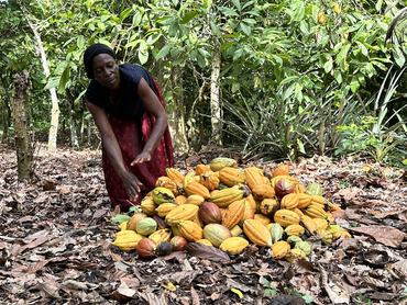 21 November 2024, Ghana, Sefwi Wiawso: Ghanaian Cecilia Davor helps with the harvest on her husband's cocoa plantation. Photo: Christina Peters/dpa (Photo by Christina Peters/picture alliance via Getty Images)