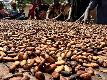 21 November 2024, Ghana, Sefwi Wiawso: Fermented cocoa beans are dried by villagers on a table in the sun. Photo: Christina Peters/dpa (Photo by Christina Peters/picture alliance via Getty Images)