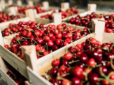 Baskets filled with ripe red cherries display vibrant colors at a local market. The scene captures the essence of summer with fresh seasonal fruit eagerly awaiting customers.