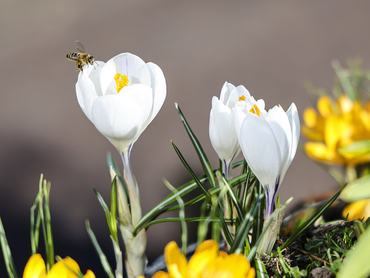 Egy méh ül egy fehér krókuszvirágon a napsütésben