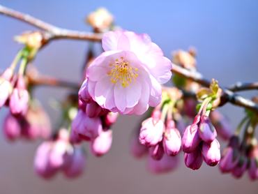 22 March 2026, Bavaria, Munich: The first cherry blossoms bloom in the Olympic Park. Photo: Sven Hoppe/dpa (Photo by Sven Hoppe/picture alliance via Getty Images)