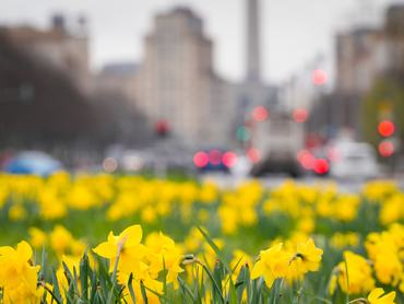 30 March 2026, Berlin: The yellow daffodils, also known as daffodils, bloom in a light drizzle on the leafy central reservation of Karl-Marx-Allee. Photo: Soeren Stache/dpa (Photo by Soeren Stache/picture alliance via Getty Images)