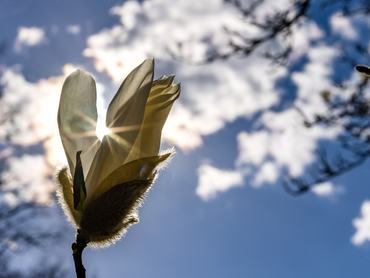 06 April 2026, Brandenburg, Forst (Lausitz): The blossom of a tulip tree grows under the blue spring sky. The weather is very sunny on Easter Monday in southern Brandenburg, with temperatures remaining below 15 degrees Celsius and a strong wind blowing. The weather will remain similar over the next few days. Photo: Frank Hammerschmidt/dpa (Photo by Frank Hammerschmidt/picture alliance via Getty Images)