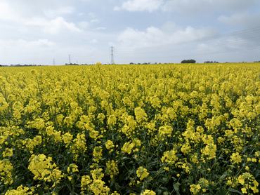 TENTERDEN, ENGLAND - APRIL 16: In this aerial view fields of oilseed rape (also known as rapeseed) bloom on April 16, 2026 in Tenterden, England. The yellow crop is grown for for a variety of uses including vegetable oil, animal feed, and biodiesel. The 2026 harvest is expected to see a 30% increase, and produce a harvest of more than 1m tonnes, rising from a 40-year low in 2025 due in large part to the cabbage stem flea beetle. (Photo by Dan Kitwood/Getty Images)