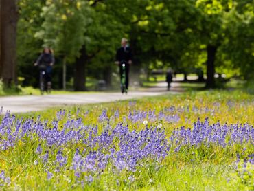 27 April 2026, North Rhine-Westphalia, Cologne: Cyclists ride past flowering bluebells in the city forest in sunny weather. Photo: Rolf Vennenbernd/dpa (Photo by Rolf Vennenbernd/picture alliance via Getty Images)