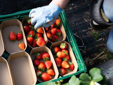 PRODUCTION - 08 May 2026, Lower Saxony, Fuhrberg: A harvest worker places strawberries in trays in a foil tunnel at the Heuer asparagus and berry farm in the Hanover region. Photo: Julian Stratenschulte/dpa (Photo by Julian Stratenschulte/picture alliance via Getty Images)