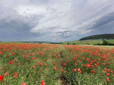 31 May 2026, Baden-Württemberg, Langenenslingen: Thunderstorms and rain clouds gather over a field of flowering poppies. Photo: Thomas Warnack/dpa (Photo by Thomas Warnack/picture alliance via Getty Images)