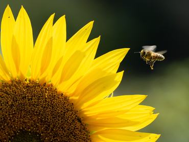 dpatop - 13 July 2026, Saxony, Moritzburg: A bee is flying next to a sunflower in a field. Photo: Sebastian Kahnert/dpa (Photo by Sebastian Kahnert/picture alliance via Getty Images)