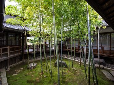 KYOTO, JAPAN - 2015/11/19: Myokenji Bamboo Garden is a small, rectangular courtyard garden composed of bamboo which regrows every year.  The composition is said to have been based on a scoll painting "Sho Chiku Bai Zu" by Kohrin Ogata.  This garden has appeared in Nescafe commercials for its freshness. (Photo by John S Lander/LightRocket via Getty Images)