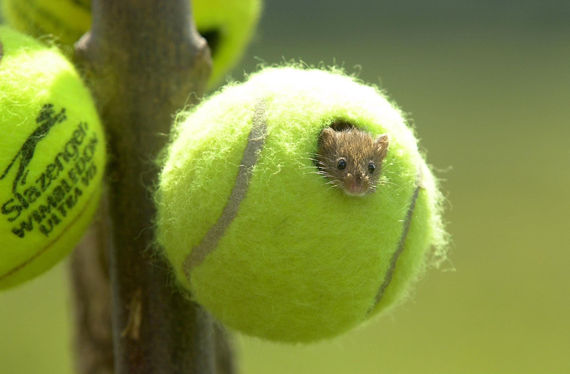 Nem a kukában végzik: selejtezés helyett egészen különleges élet vár a wimbledoni labdákra