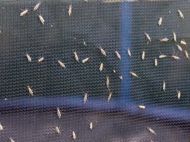 árvaszúnyog Chironomus plumosus