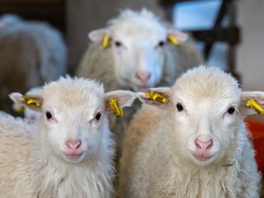 PRODUCTION - 01 April 2026, Brandenburg, Roskow/Ot Weseram: Two lambs stand in the middle of the flock in front of the ewe in the Skuddenhof barn. The little sheep were born in February 2026 and are waiting with the flock for there to finally be enough green to eat out on the pasture. White Skudden sheep have been bred on the Skuddenhof farm in the district of Potsdam Mittelmark for 25 years. The Behling couple shear the sheep's wool by hand and give it to a company that processes it into high-quality comforters and mattress protectors, among other things. Photo: Soeren Stache/dpa/ZB (Photo by Soeren Stache/picture alliance via Getty Images)